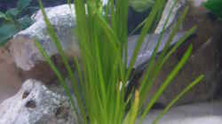 Pflanzen im Aquarium Becken 2422