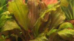 Pflanzen im Aquarium Becken 2424