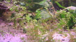 Pflanzen im Aquarium Becken 2424