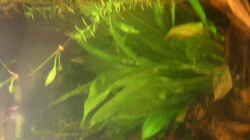 Echinodorus Bleheri Mutterpflanze