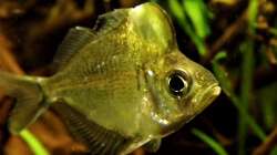 Besatz im Aquarium Humphead und Killis Home -ist Verkauft-----