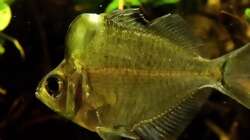 Besatz im Aquarium Humphead und Killis Home -ist Verkauft-----