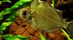Besatz im Aquarium Humphead und Killis Home -ist Verkauft-----