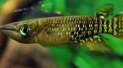 Aplocheilus lineatus 