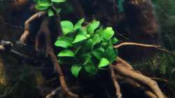 Anubia petite