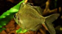 Parambassis pulcinella