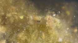 junge Scheibenbarsche (Enneacanthus chaetodon) im Gartenteich