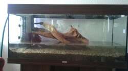 Komplettansicht mit XL Wurzel