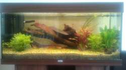 Aquarium Klassisches Gesellschaftsaquarium