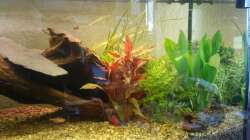 Aquarium Klassisches Gesellschaftsaquarium