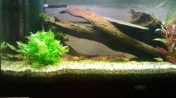 Aquarium Klassisches Gesellschaftsaquarium