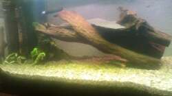 Aquarium Klassisches Gesellschaftsaquarium