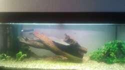 Aquarium Klassisches Gesellschaftsaquarium