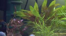 Pflanzen im Aquarium 160er Höhle im Wald