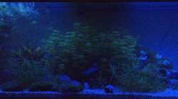 LED-Beleuchtung (Blau und Weiß) für Dämmerung und Bewölkung