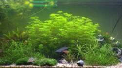 Tageslicht mit 55Watt-T8 (25+30Watt)