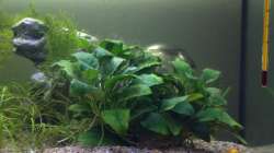 Pflanzen im Aquarium 160er Höhle im Wald