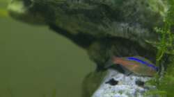 Neonsalmler im Hintergrund Teil der Höhle