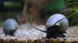 zwei meiner blauen Apfelschnecken