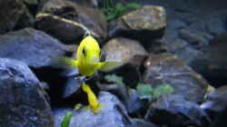 Labidochromis caruleus yellow