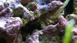 Besatz im Aquarium Vulcano Reef