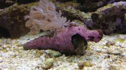 Besatz im Aquarium Vulcano Reef