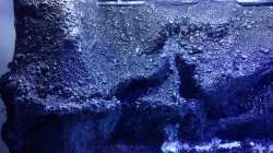 Aquarium Vulcano Reef