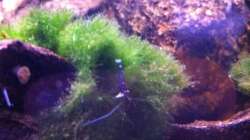 leider etwas unscharf