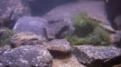 Pflanzen im Aquarium My Lake Matano--existiert so nicht mehr