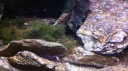 Besatz im Aquarium My Lake Matano--existiert so nicht mehr