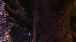 Besatz im Aquarium My Lake Matano--existiert so nicht mehr