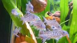 Corydoras reticulatus - Schwarmbildung