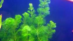 Cabomba caroliniana - Dezember 2012