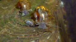 Planorbarius corneus