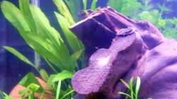 Echinodorus bleherae