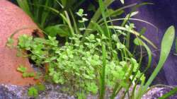 Micranthemum umbrosum