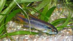 Apistogramma agassizii Männchen