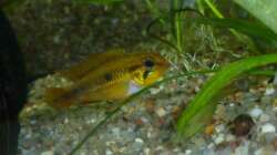 Apistogramma agassizii - Weibchen