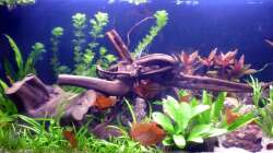 Aquarium Dezember 2012