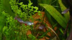 Aphyocharax anisitsi und Corydoras reticulatus