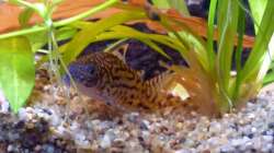 Corydoras reticulatus