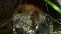 Apistogramma agassizii beim Schlafen