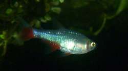 Aphyocharax anisitsi - Weibchen