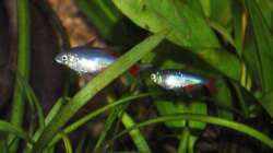 Aphyocharax anisitsi
