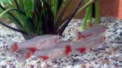 Aphyocharax anisitsi