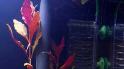 Filter-Hin- und Rücklauf, CO2-Flipper