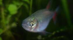 Aphyocharax anisitsi