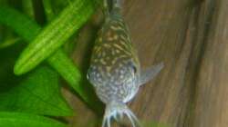 Corydoras reticulatus