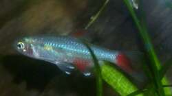 Aphyocharax anisitsi - Männchen