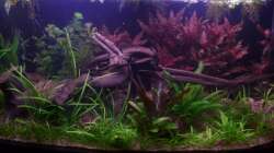 Aquarium - Januar 2013